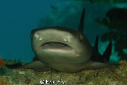 Baby white tip by Eric Fly 